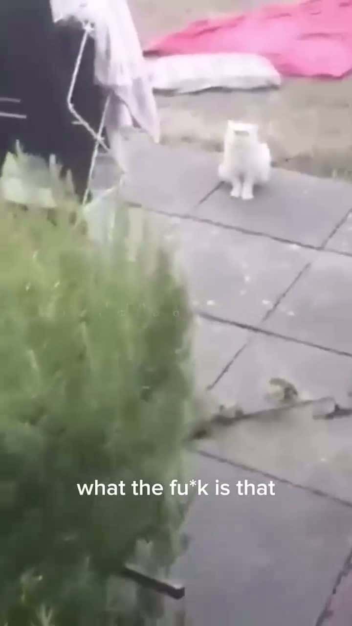 Cover for What would you do if your cat looked at you like that?