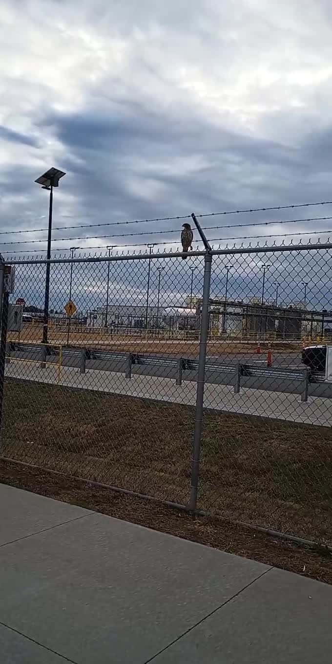 Cover for check this hawk out 