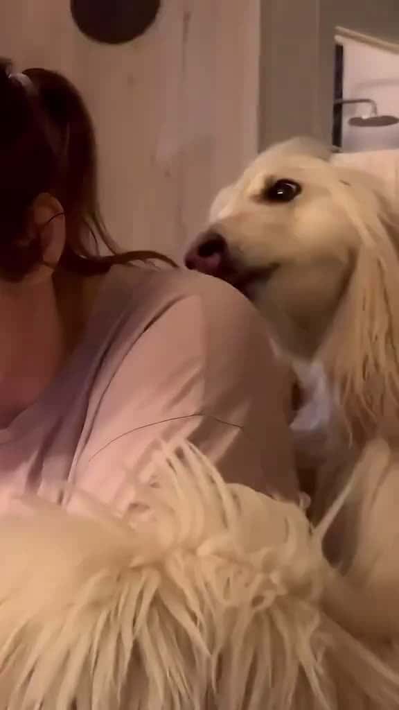 Cover for You are the only one in a dog s life animal pet fouyou dog usa lovedogs 51946 #nicevideo
