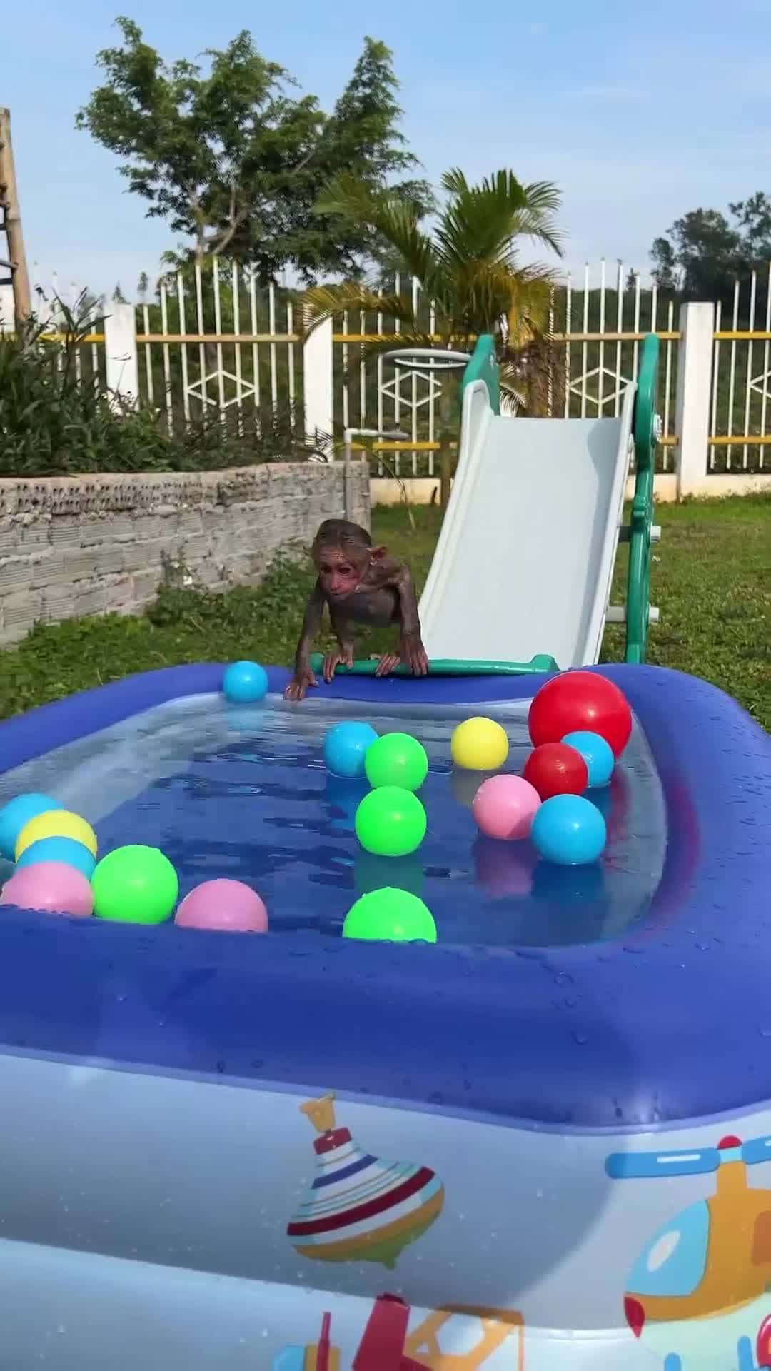Cover for Baby monkey Moon loves swimming in the pool. #monkey #cutemonkey #babymonkey #smartmonkey #monkeydluffy #monkeysoftiktok #monkeyswimming #swimming #usa_tiktok 