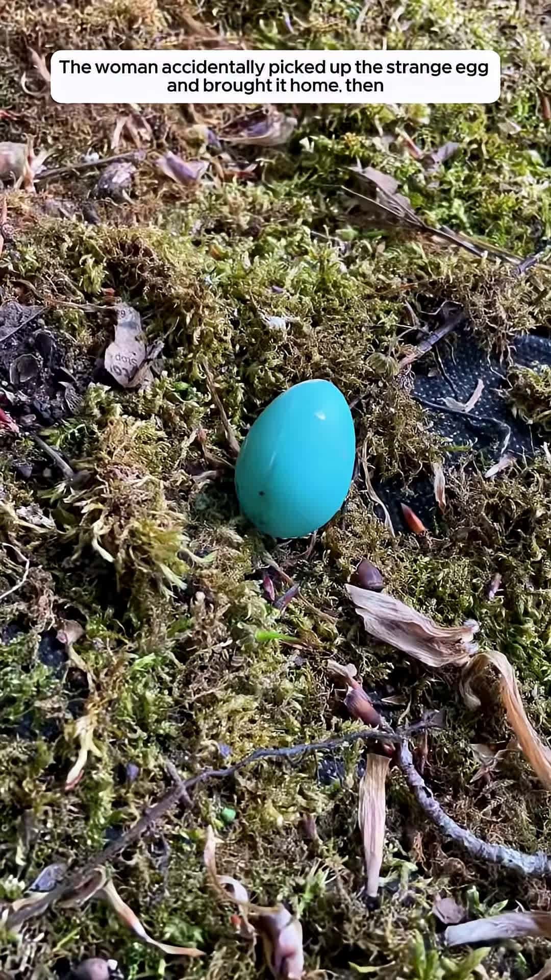 Cover for The woman accidentally picked up the strange egg and brought it home then animalshorts
