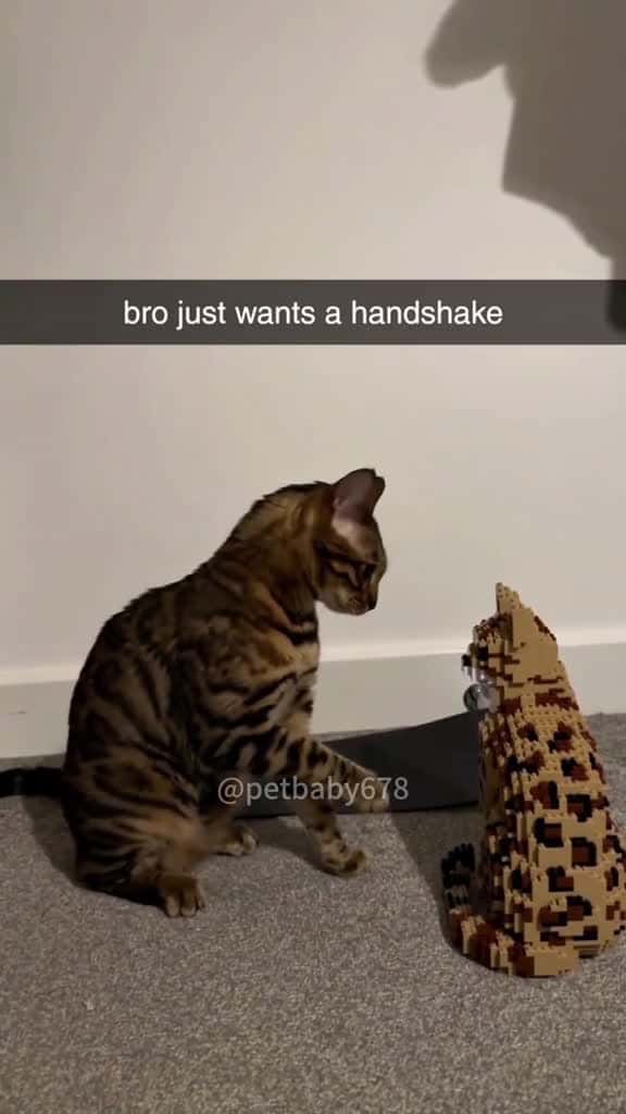 Cover for Why did he ignore me cat cats kitten fyp catlover funny funnycat 15790 #nicevideo