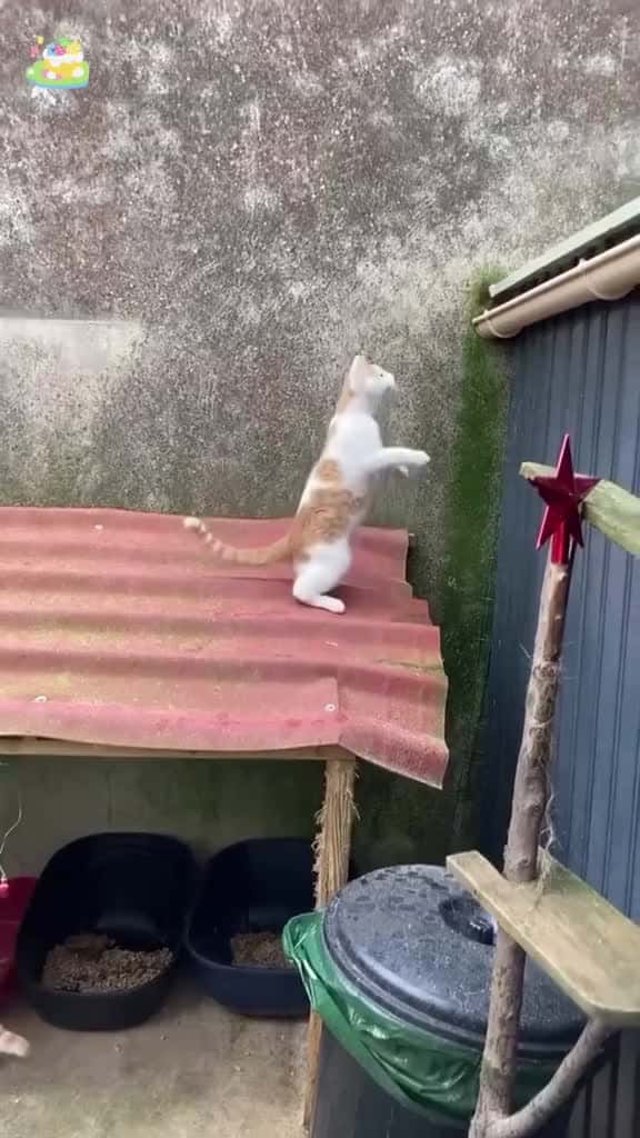 Cover for Cat made a mistake 🙀😺#funnyvideos #foryou #funny #funnycat #catlover #usa #usa_tiktok #foryou #fpy  created by petslovetime.funny7 with petslovetime.funny7’s original sound