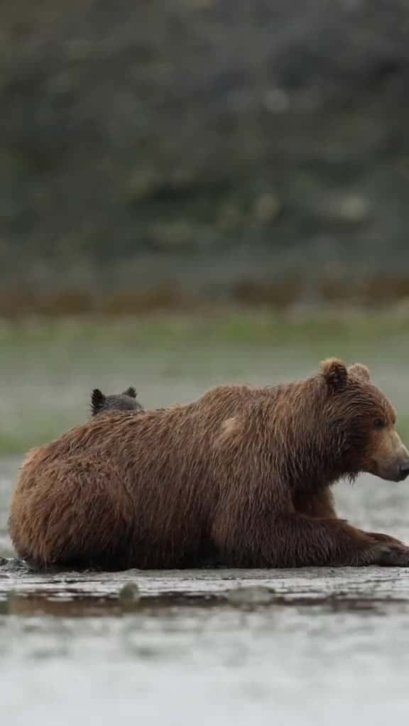 Cover for Beach day in AK with a momma bear and her 2 cubs wildlifephotography sonyalpha alaskalife 39338 #followMe