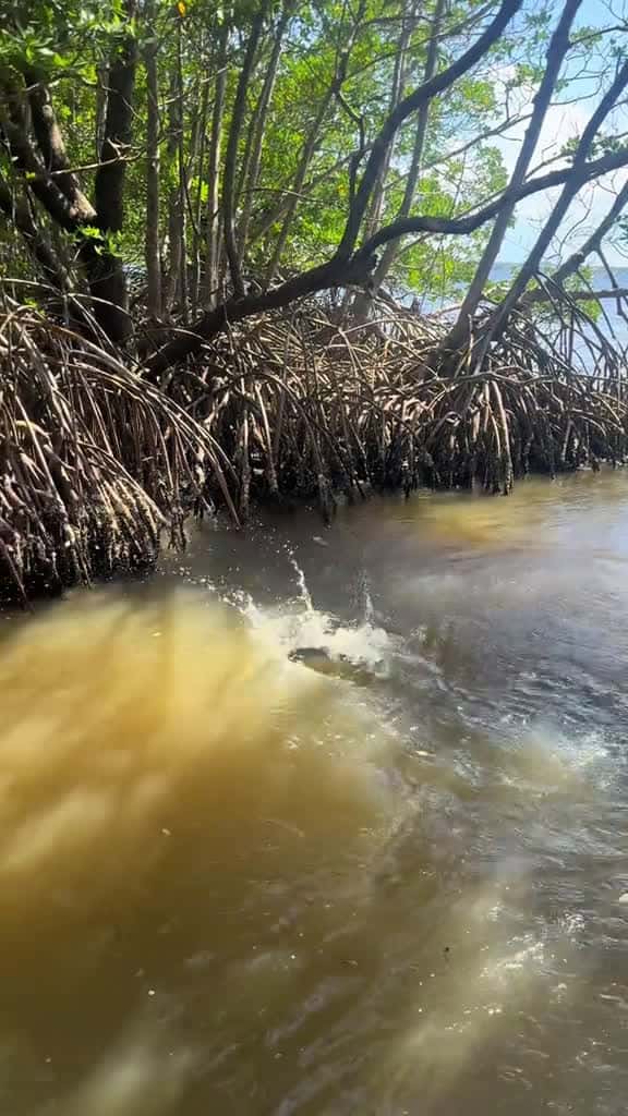 Cover for first poon in the books ✅🎣#fishing #girlsfishing #fishtok #girlswhofish #likes #viral #views #fyp #tarpon #inshore @JUNO BRANDON #scoopz  #viral 