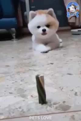 Cover for Funny Dogs and Cute #38 #FunnyDogs #Dogs #FunnyPets #Pets