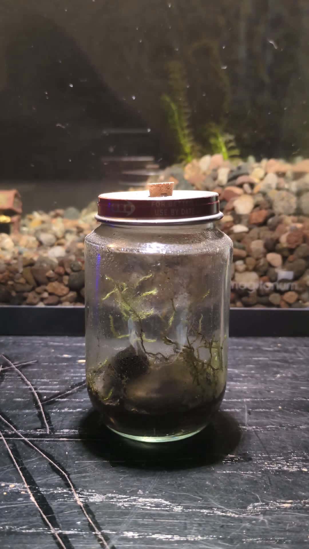 Cover for #terrarium