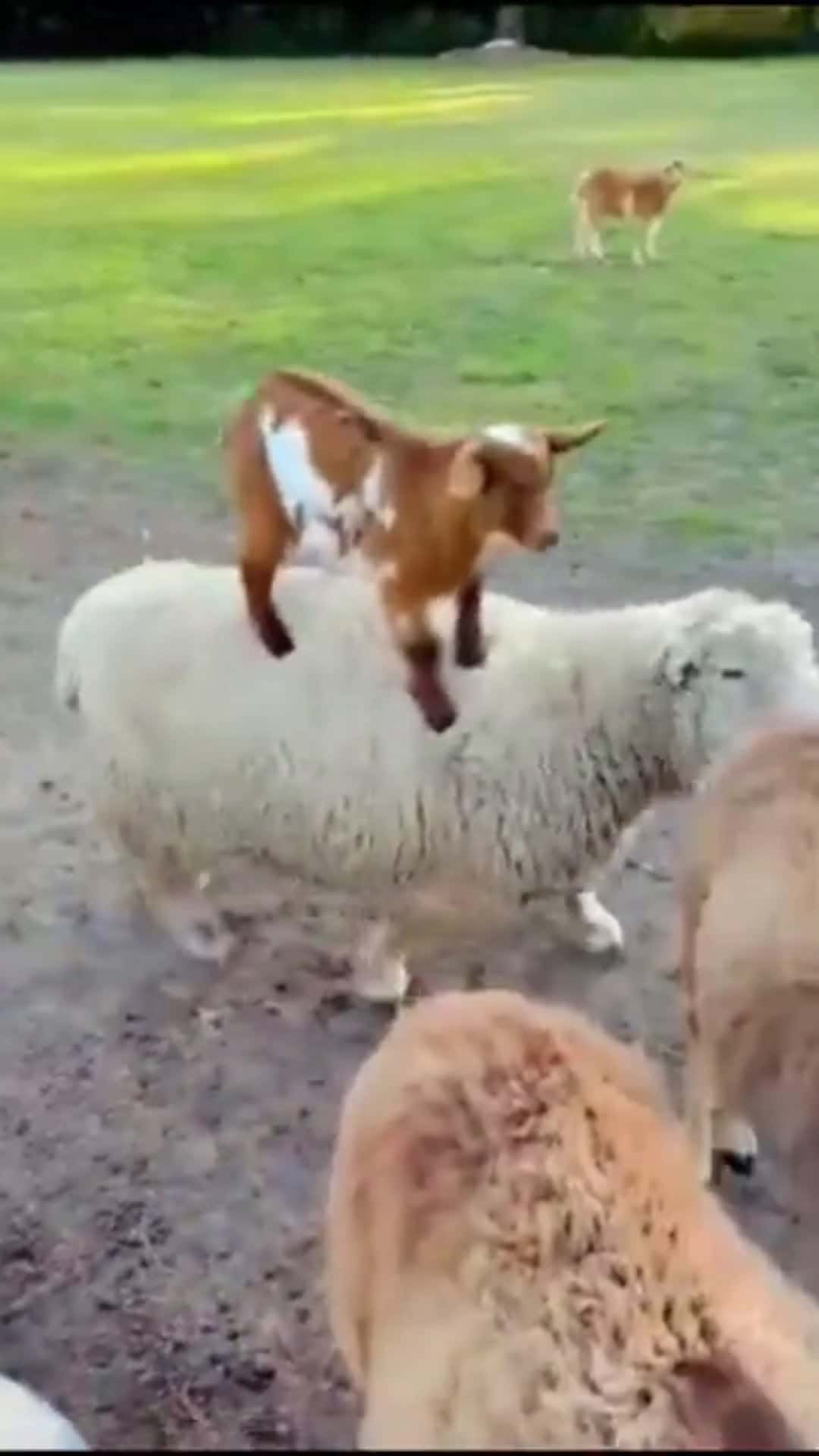 Cover for 😅#funnyvideos #animals #ftypシ 