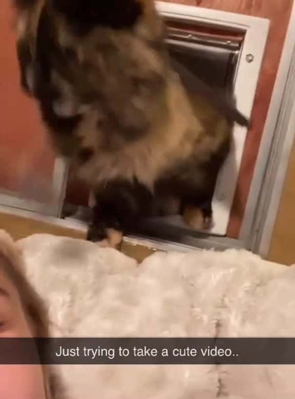 Cover for Look what my cat gifted me today#usaus #cat #funny #catsoftiktok #funnytiktok #funnyvideo #funnycat #foryou #gift #fyp