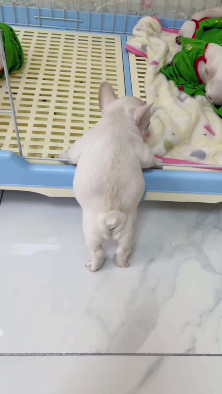 Cover for #dog #dogsoftiktok #cute