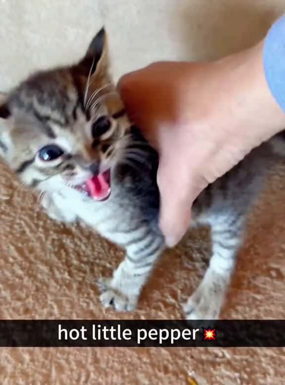 Cover for Kittens with Attitude #catsoftiktok #funnycats #kitten #foru #usa