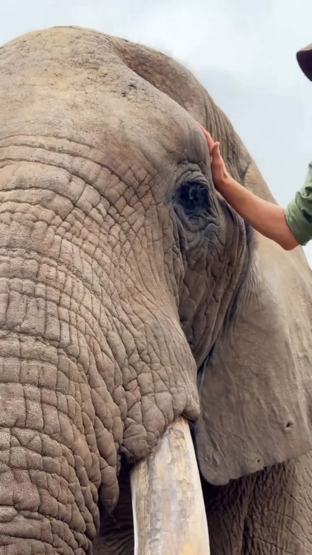Cover for 19#Elephant #fyp #trending #foryou #animals #love