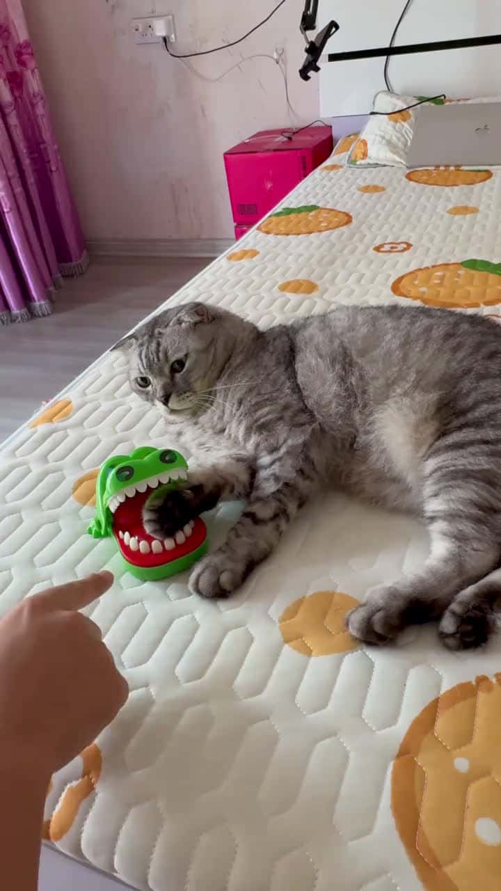 Cover for A cat’s got sharper reflexes than a dumb pig like….😂😂😂