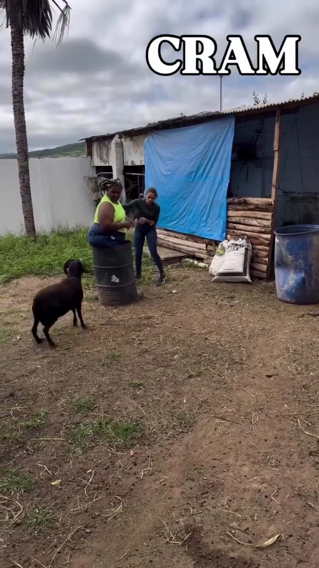 Cover for Don't mess with the goat's barrel.. 🐐🐐