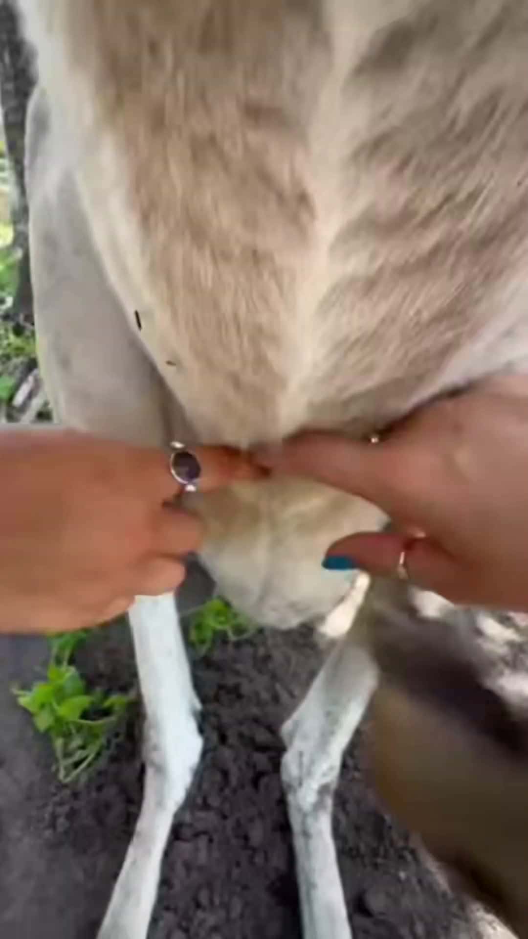 Cover for A developing baby kangaroo