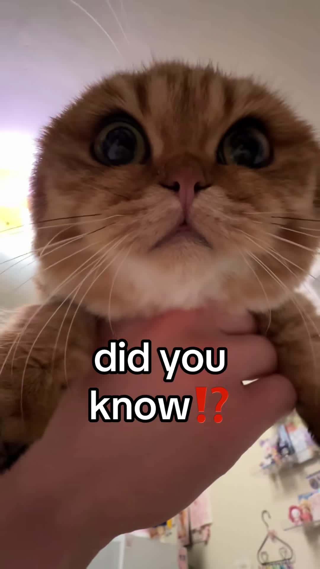 Cover for doobert dedicated petting hour #fyppppppppppppppppppppppp #kitten #ca...doobert dedicated petting hour #fyppppppppppppppppppppppp #kitten #ca...