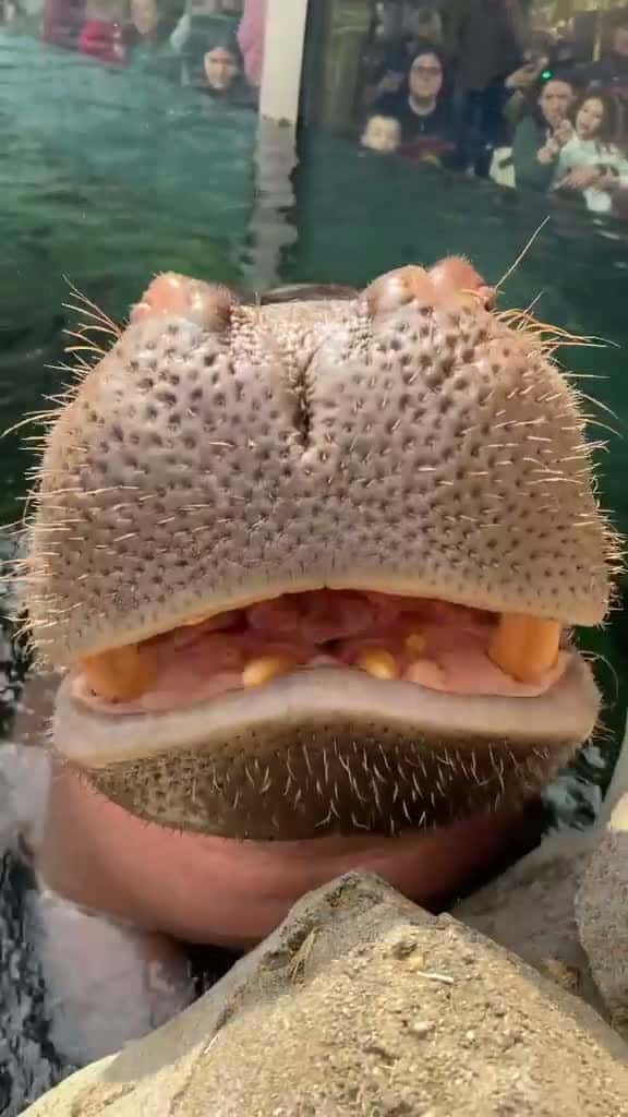 Cover for #turix #gaturi #turixanimals #animalvideos #wildlifelovers #cutepets #animalplanetvibes #funnyanimals #turixwild #dailyanimals #petsofturix 