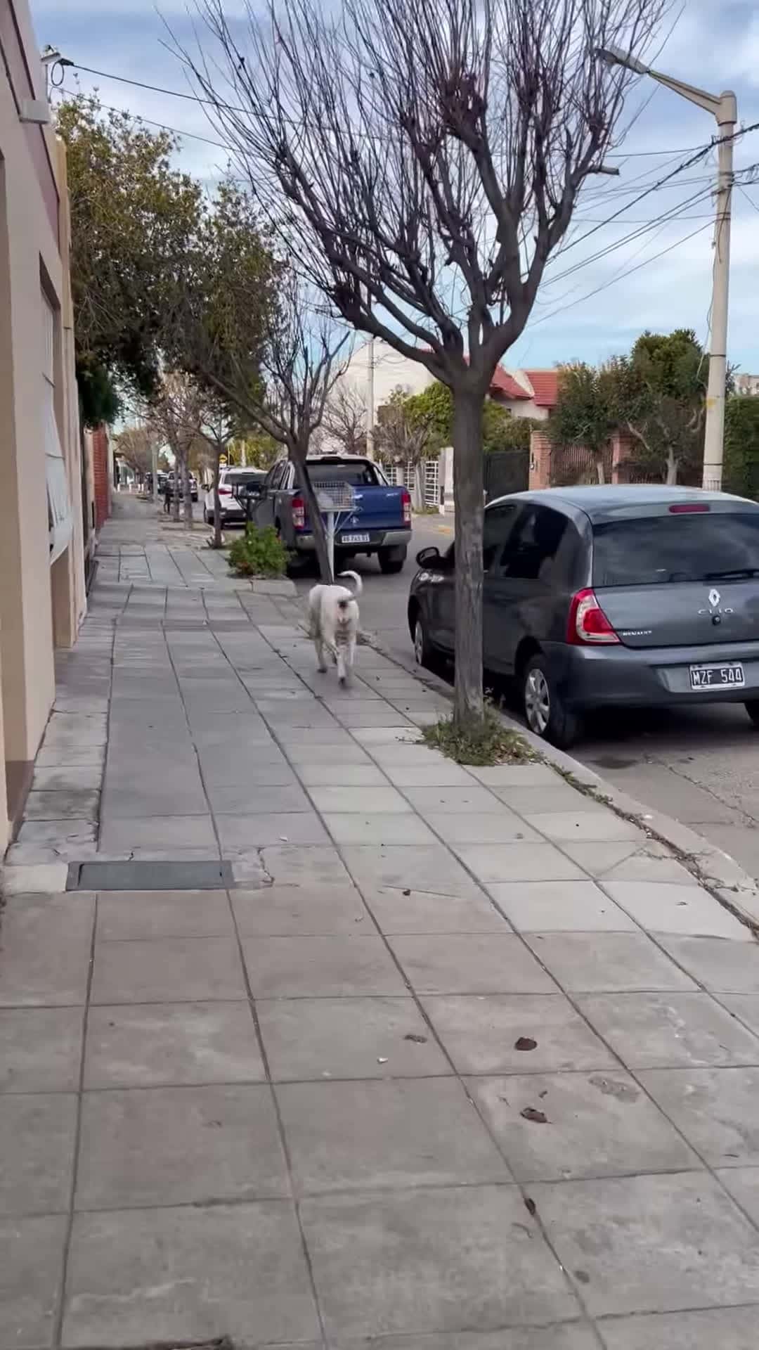 Cover for #CaughtOnCamera Playful Dog Owner Plays Hide and Seek With Dog
