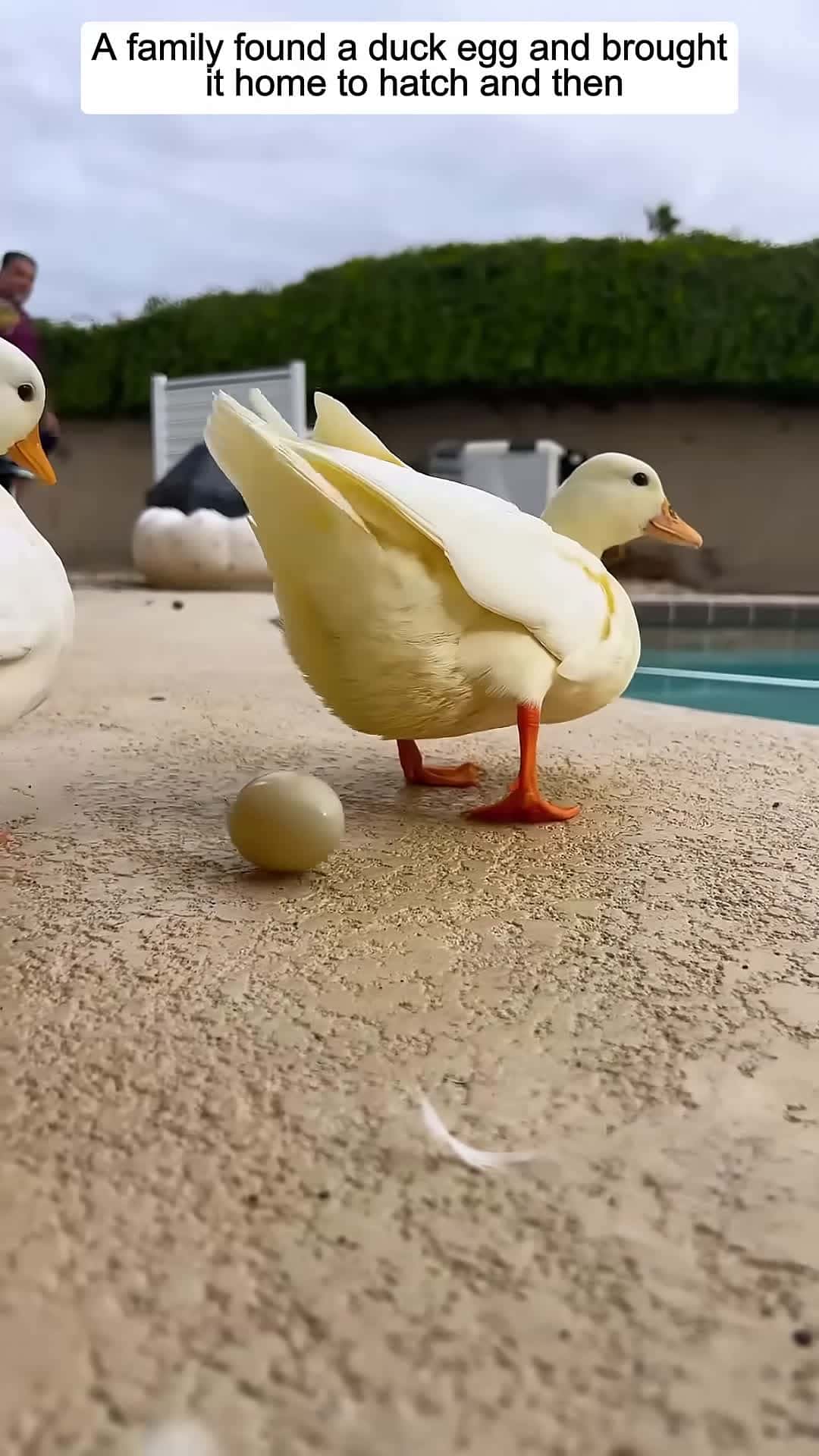 Cover for A family found a duck egg and brought it home to hatch and then animalshorts