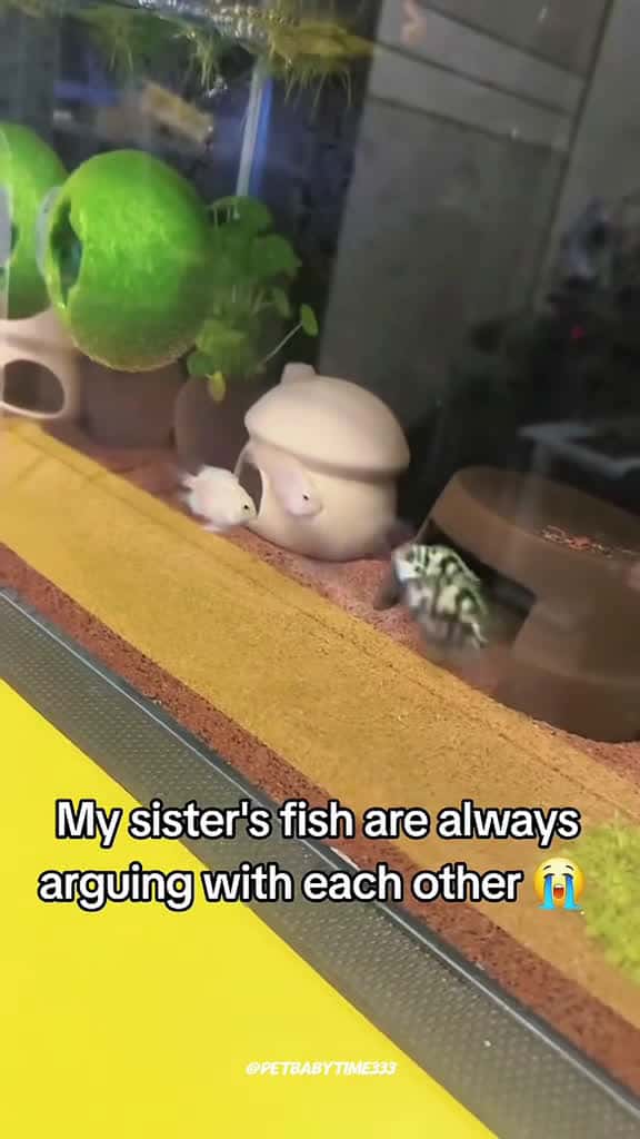 Cover for Funny Fish funny fyp cute fish pet 55470 #ilovescoopz
