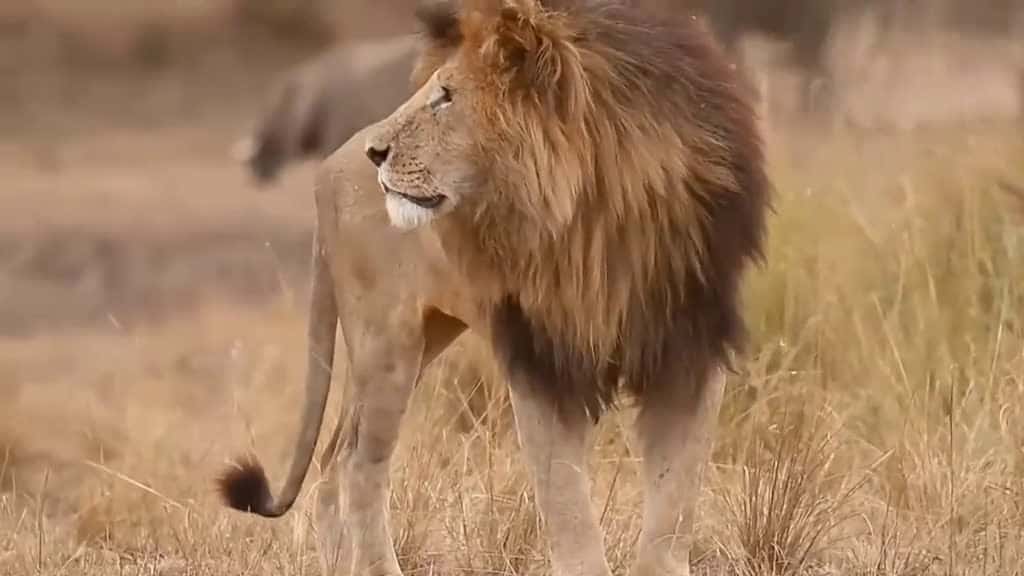 Cover for The Scarface Lion King A Legendary Rulers Peaceful End and His Brothers Tragic Fa 72046 #nicevideo