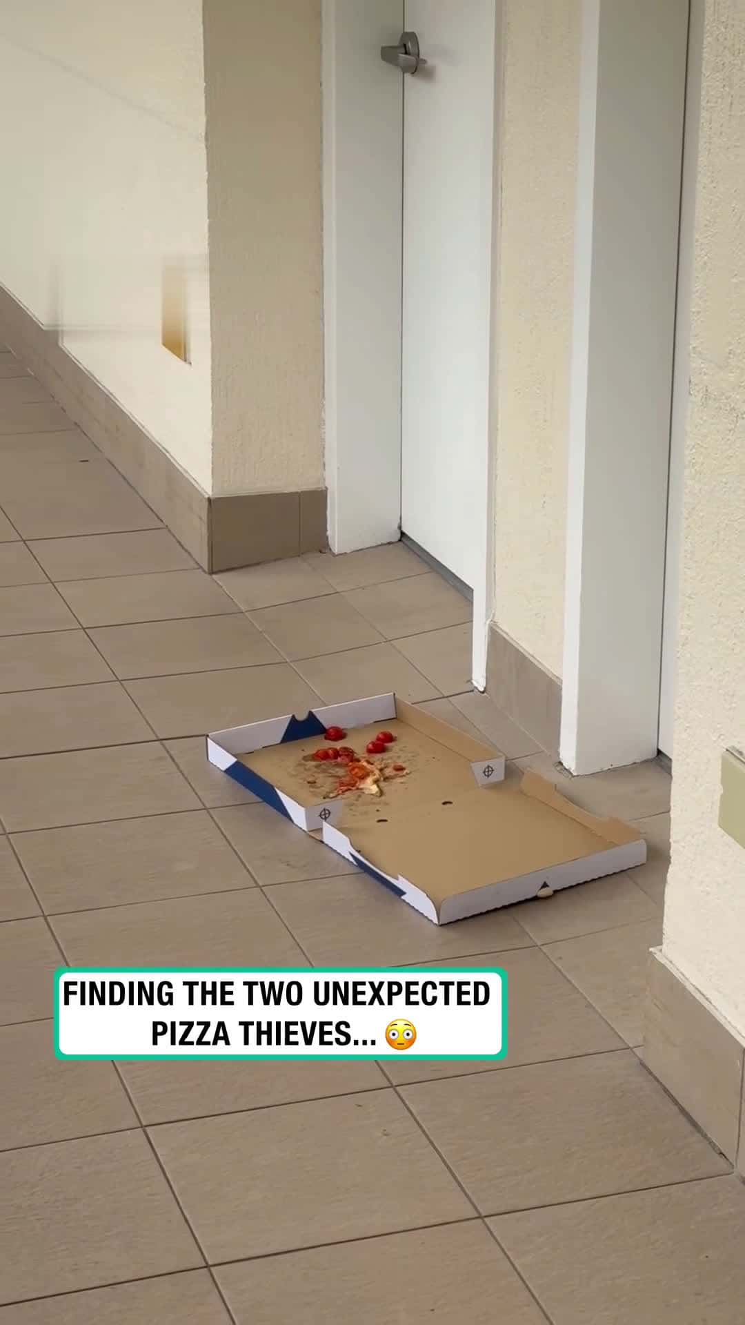 Cover for Cockatoos help themselves out to pizza 🍕Cocka-TWO slices please 😋 🍕