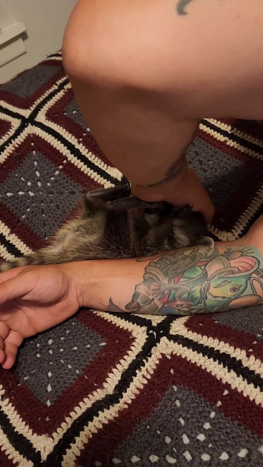 Cover for Karin playing with her Dad 💕#raccoon  #baby  #animal #wildlife #adorable  #cute  #fyp  #fypシ  #fypシ゚viral  #fypage #karin #rescue #scoopz #scoopzreels 