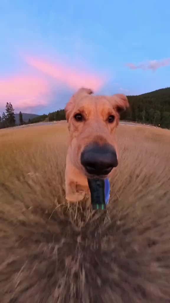 Cover for Took a spill… recovery: 10/10 🫢#goldenretriever #dogs #cutedogs #insta360 @insta360 official  created by willysworld with willysworld’s original sound