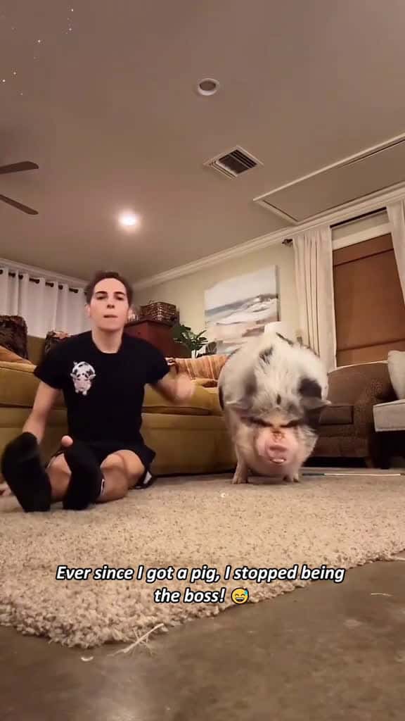 Cover for Funny pig. fyp foryou foryoupage funnytiktok usa 29662 #us