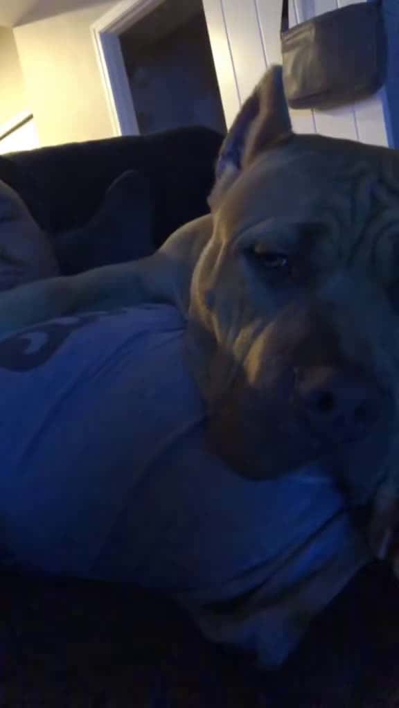 Cover for #dogtoy #pitbull #pitbulls #megamouth #pitbulllove #dog #dogchallenge...