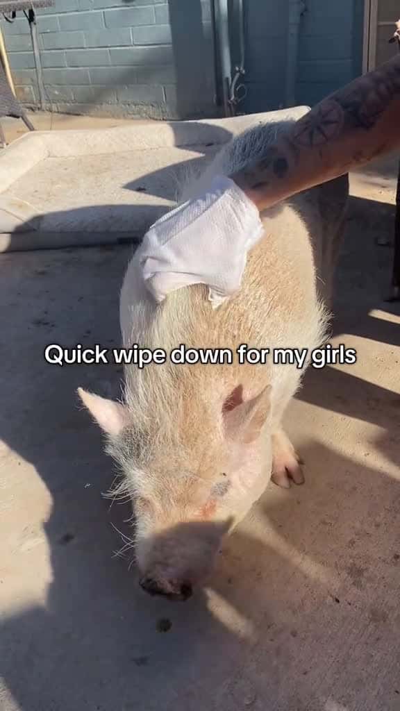 Cover for Piggy wipe down #pig #fyp