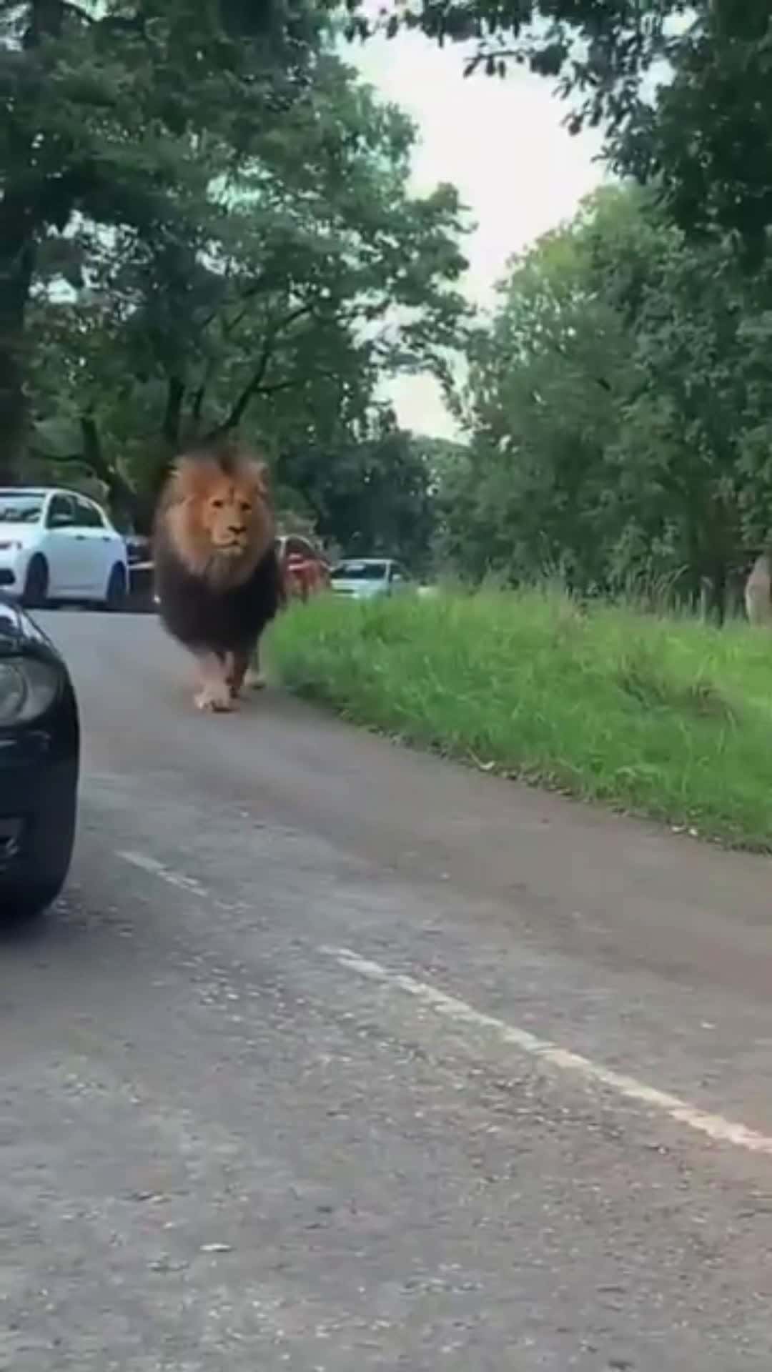 Cover for See how majestic that lion walk is
