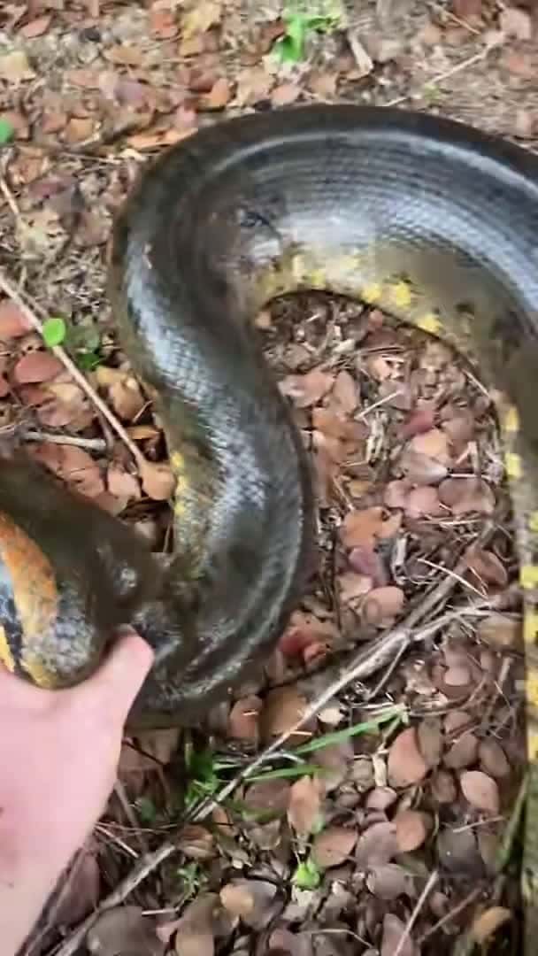 Cover for #snake#animal