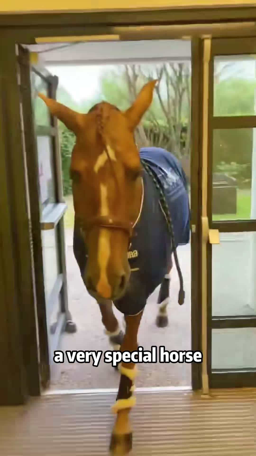 Cover for #FirstVideoChallenge A horse that can cure diseases! #horse #animals #foryou
