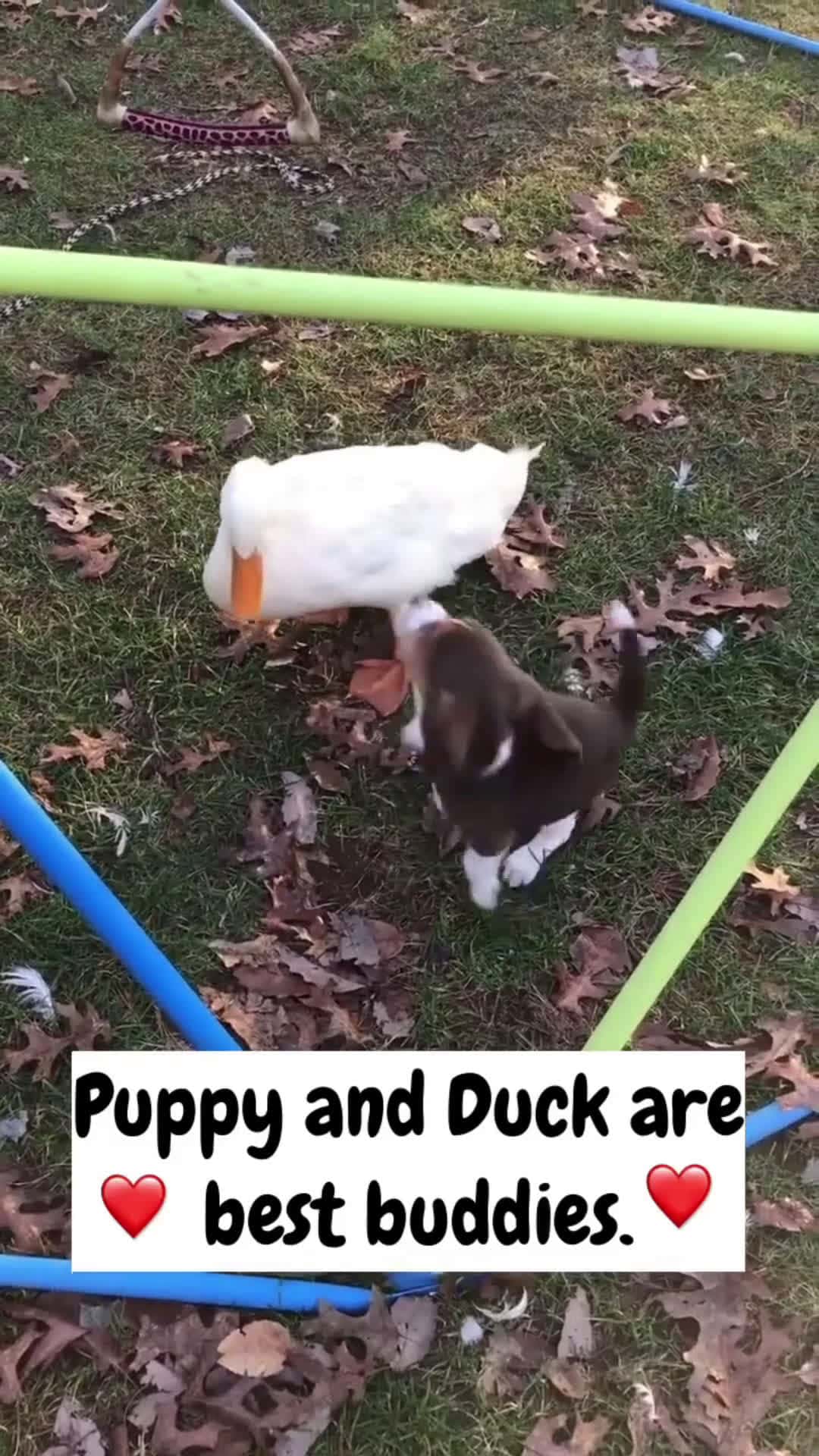 Cover for Besties 🥰🐶🦆 #scoopzanimalvideo 