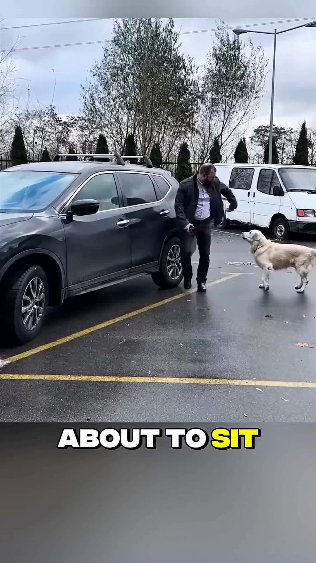 Cover for Dog Blocks Man’s Car—The Reason Leaves Him Speechless! #scoopzanimalvideo 