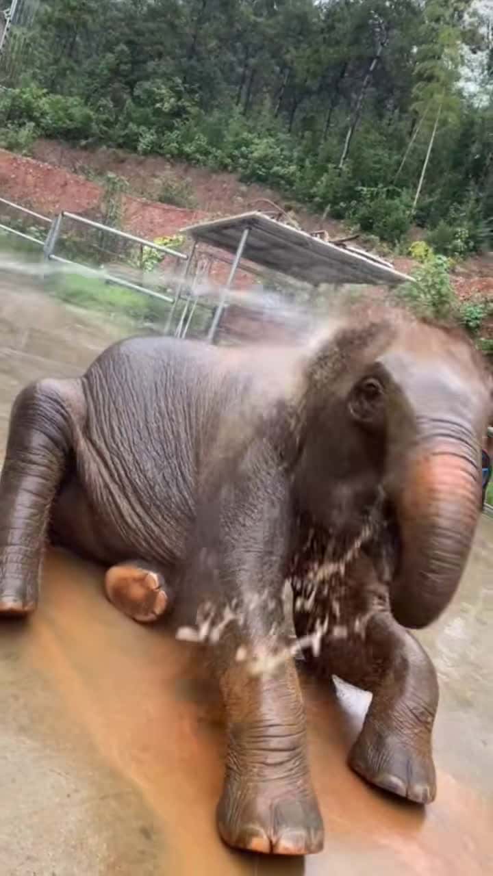 Cover for Before taking a bath is Xiaohuang, after taking a bath is Xiaohei #greenscreenvideo #tiktok #foryou #animals #elephant #pets #cute #lovely #zoo #baby