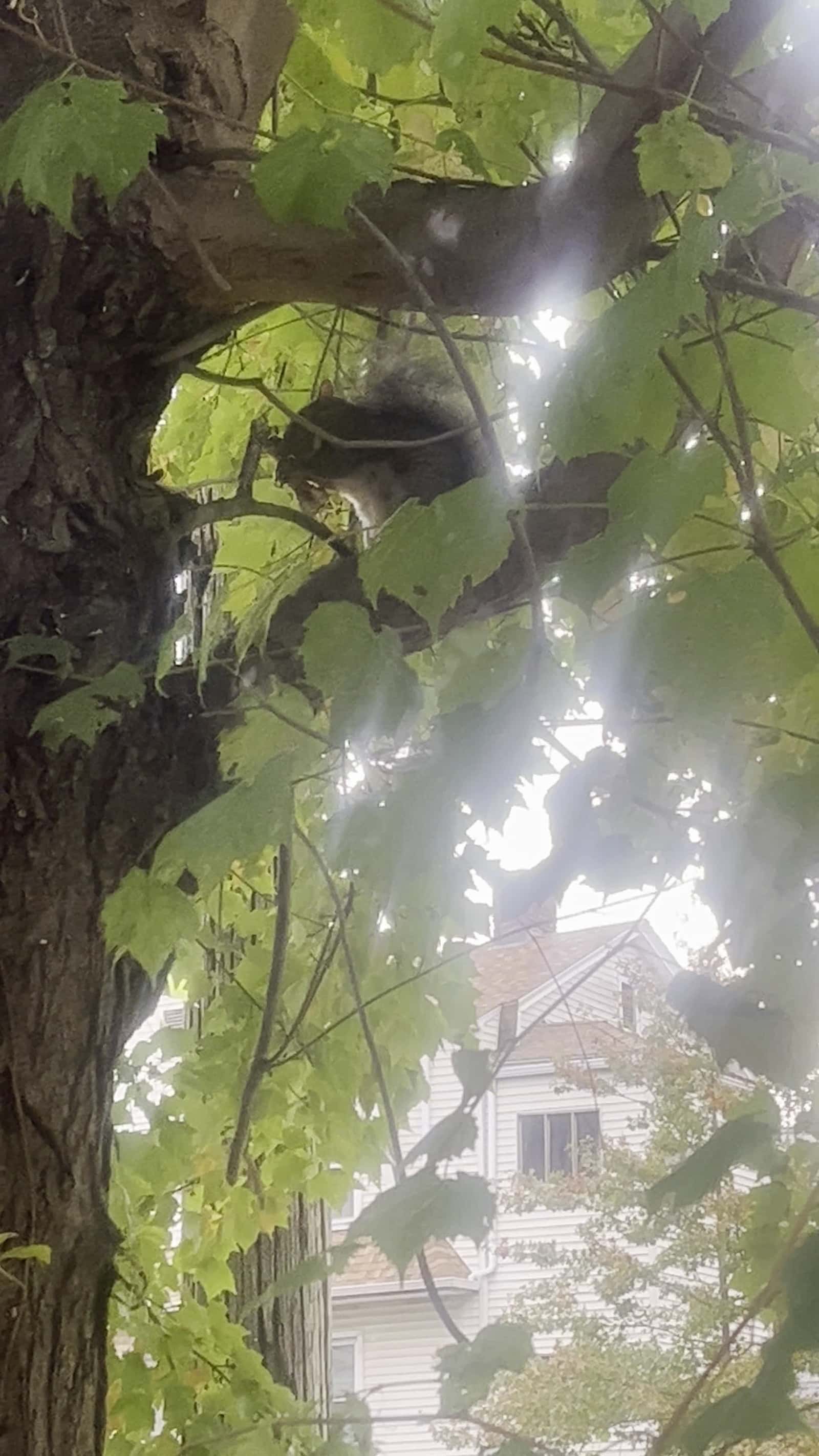 Cover for Squirrel eating chicken