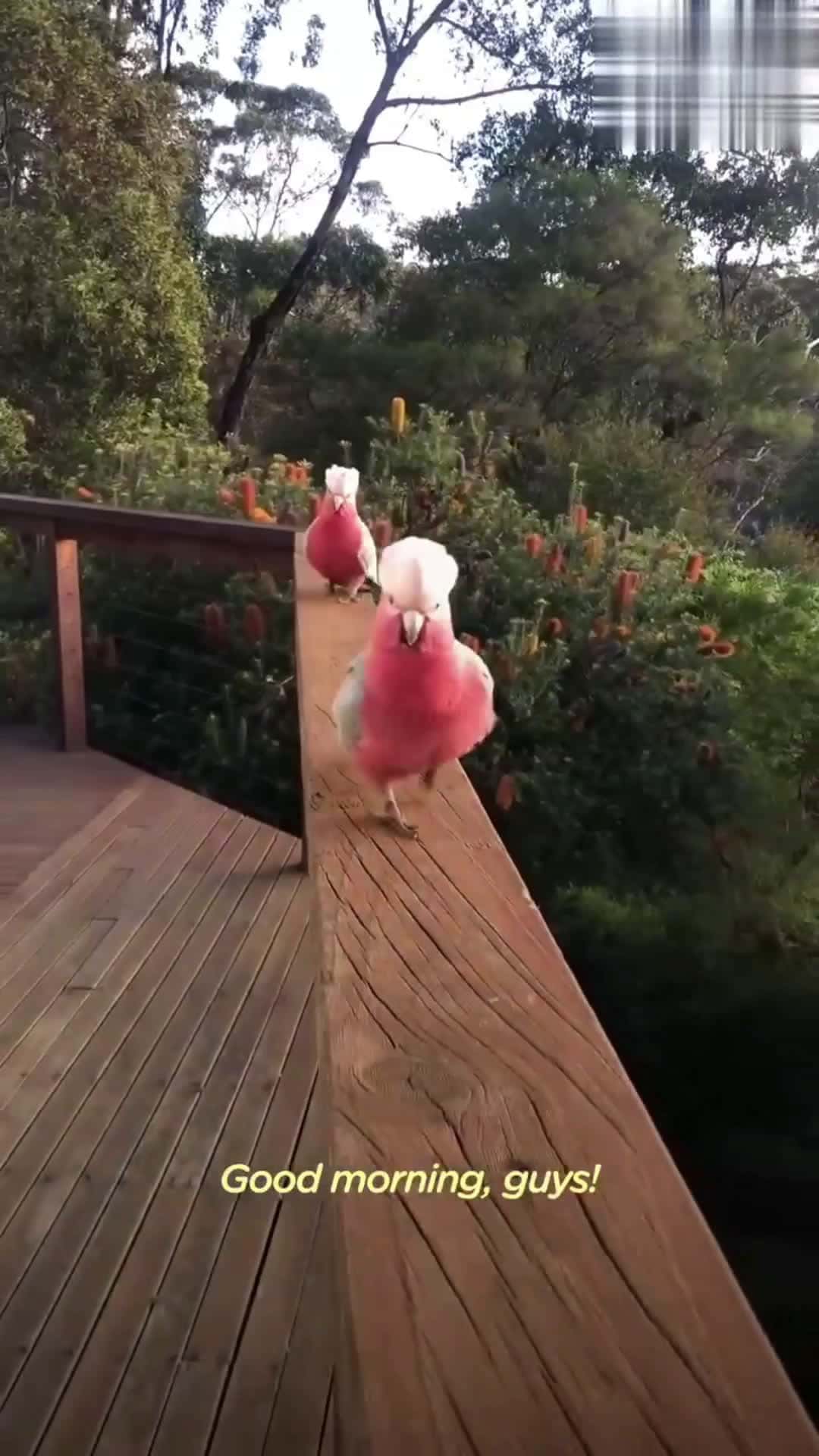 Cover for Every day the most magical wild birds visit this woman's porch — but she wasn't prepared for a bright red parrot to befriend her and bring his girlfriend over to meet her ❤️️