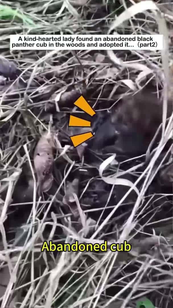 Cover for big black cat  #rescue #wildlife #animalfriendshipgoals #cute #animals #love#panther#black panther_106 (2)
