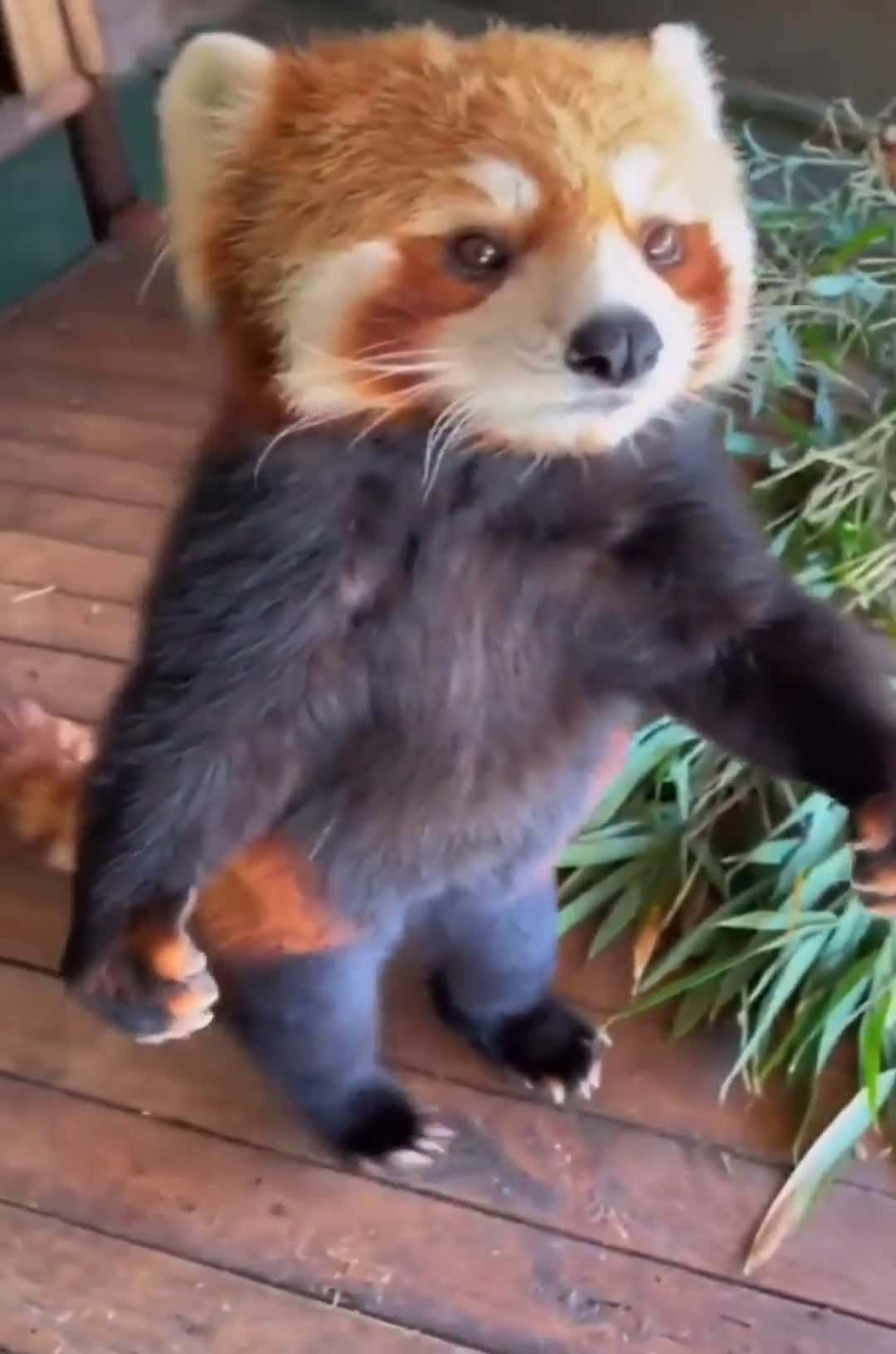 Cover for Adorable red panda munches on treats! 🐾 #RedPanda #CuteAnimals #SnackTime
