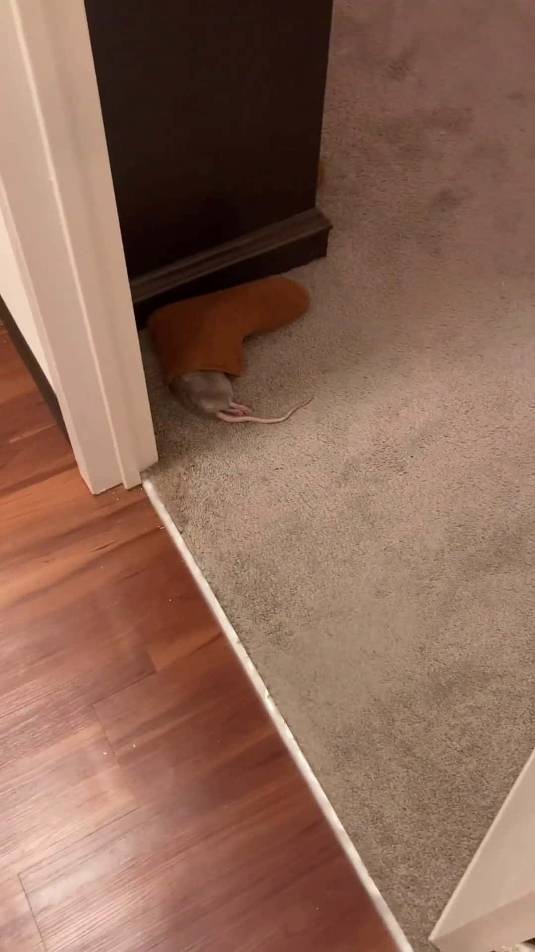 Cover for Cute pet rat is found napping in owners sock