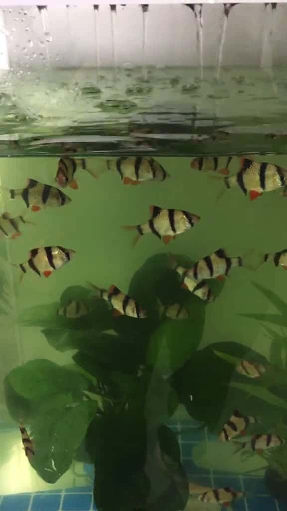 Cover for fyp 65630 #nicevideo