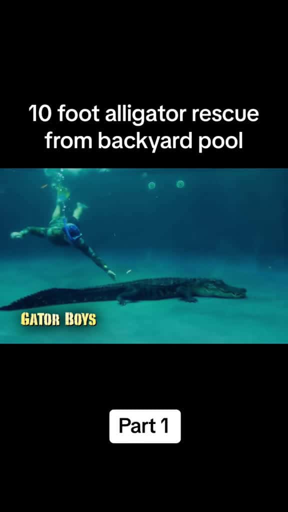 Cover for Massive 10ft alligator takes a dip in the backyard pool! 🐊 #alligator #wildlife #animal