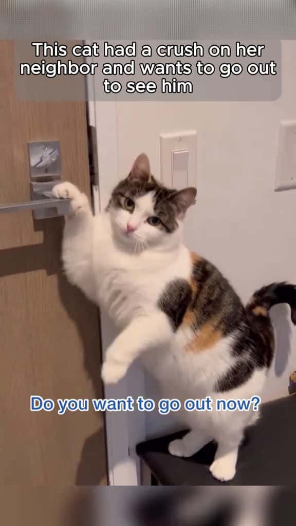 Cover for Cat waits by the elevator for her favorite neighbor after he moves away until love knocks 46638 #american