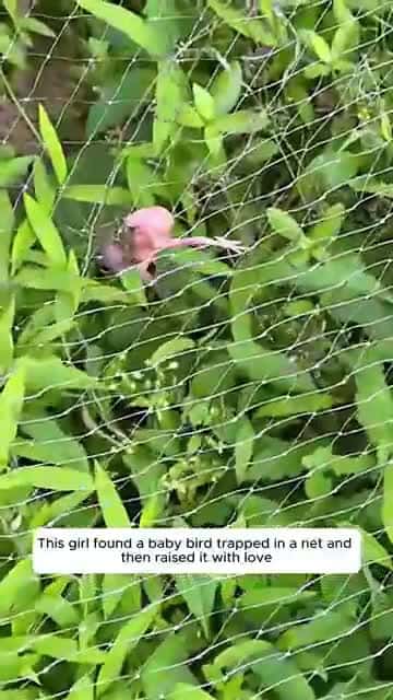 Cover for This girl found a baby bird trapped in a net and then raised it with love