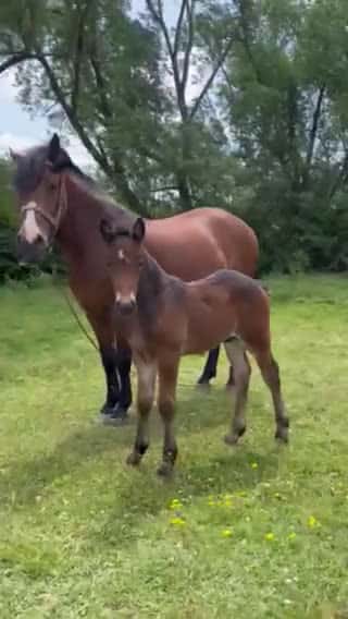 Cover for Best Horse Video 026 #horse #horsesoftiktok #horselover #horselife #horselifestyle #fpy