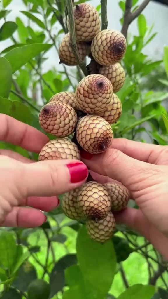 Cover for 1 minute Amazing Fruit asmr fruits fruit 80011 #followMe