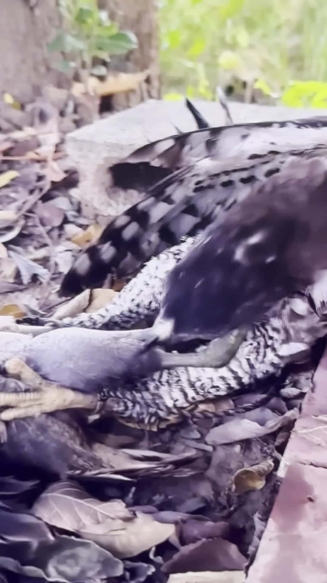 Cover for Bird try to eat other bird