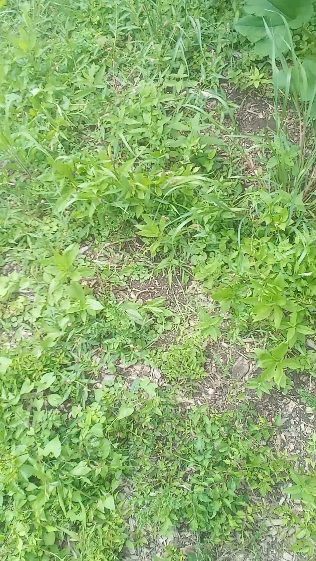 Cover for pumpkin plant update 